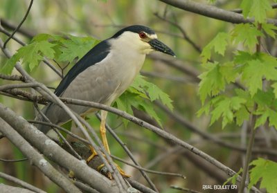 Bihoreau gris (Black-crowned Night-Heron)