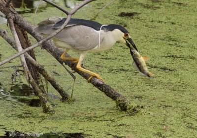 Bihoreau gris (Black-crowned Night-Heron)