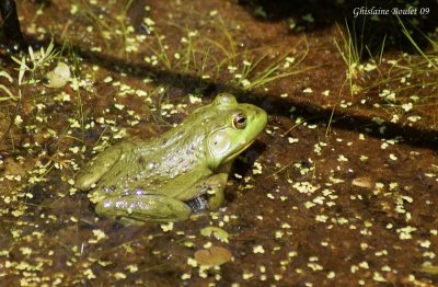 Grenouille