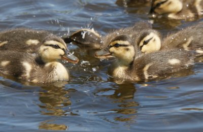 Canard colvert (Mallard)