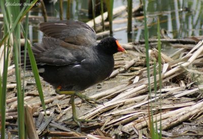 Gallinule d'Amrique (Common Moorhen)