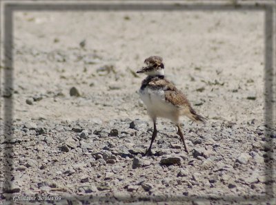 Pluvier kildir (Kildeer)