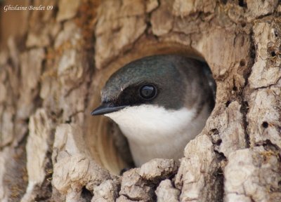 Hirondelle bicolore (Tree Swallow)