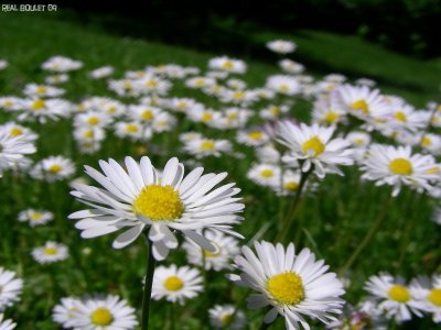 Marguerite