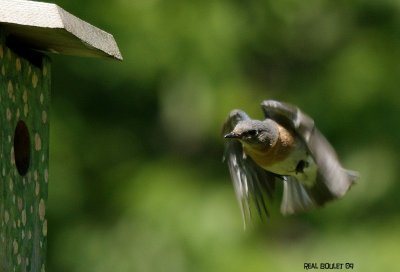 Merlebleu de l'Est (Eastern Bluebird)