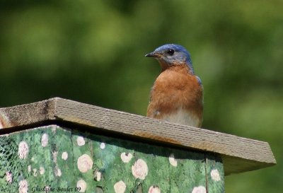 Merlebleu de l'Est (Eastern Bluebird)