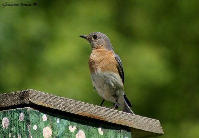 Merlebleu de l'Est (Eastern Bluebird)