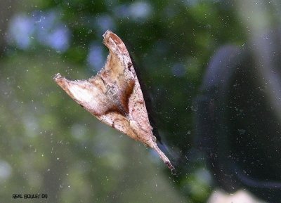 Arlequin de l'pinette - Palthis angulalis