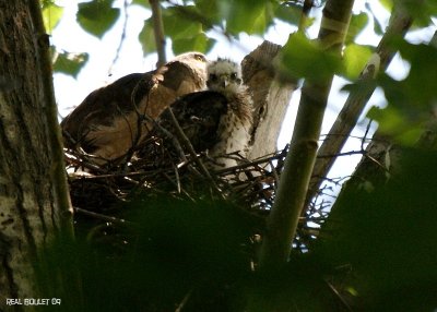 pervier de Cooper (Cooper's Hawk)