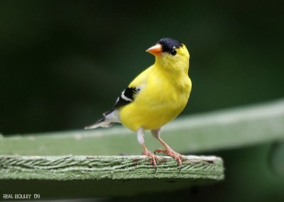 Chardonneret jaune (American Goldfinch)