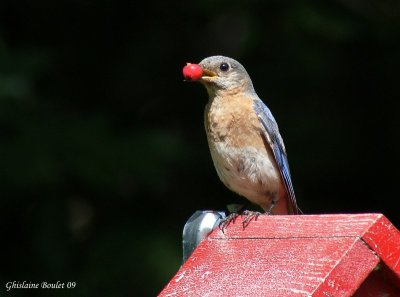 Merlebleu de l'Est (Eastern Bluebird)