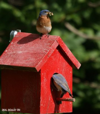 Merlebleu de l'Est (Eastern Bluebird)