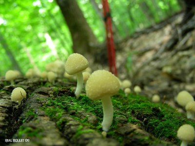 Champignon