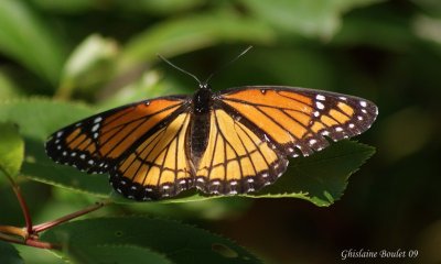 Mimique ou Vice-roi Limenitis archippus 