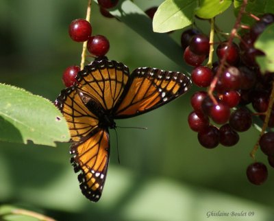 Mimique ou Vice-roi - Limenitis archippus 