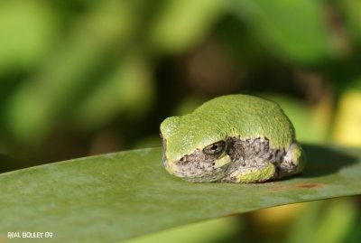 Rainette versicolore