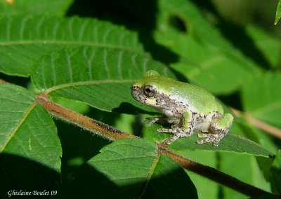 Rainette versicolore