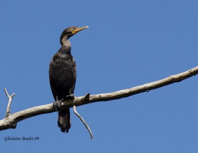 Cormoran  aigrettes (Double-crested Cormorant)