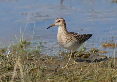 Bcasseau  poitrine cendre (Pectoral Sandpiper)