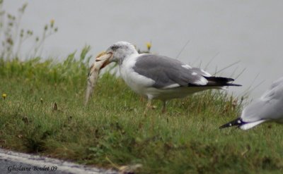 Goland brun (Lesser Black-backed Gull)