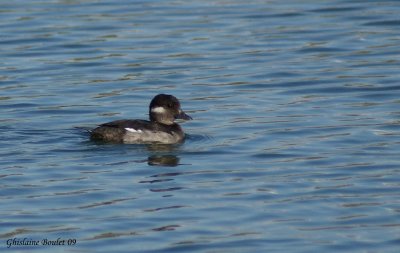 Petit Garrot (Bufflehead)