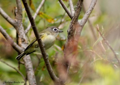 Viro  tte bleue (Solitary Vireo)