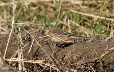 Pipit d'Amrique (Water Pipit)