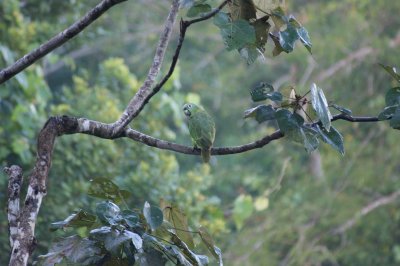 Amazone a front jaune - Amazona ochrocephala - Yellow-crowned Parrot