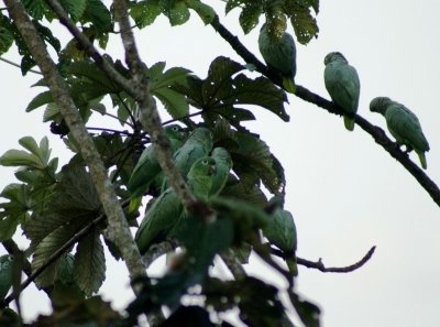 Amazone poudree - Amazona farinosa - Mealy Parrot