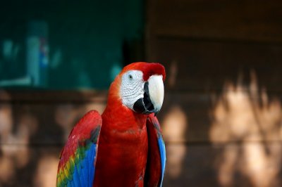 Ara rouge - Ara macao - Scarlet Macaw