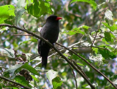 Barbarou unicolore - Monasa nigrifrons - Black-fronted Nunbird