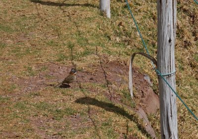 Bruant chingolo - Zonotrichia capensis - Rufous-collared Sparrow
