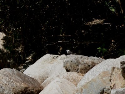 Cincle a tete blanche - Cinclus leucocephalus - White-capped Dipper