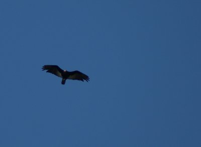 Grand Urubu - Cathartes melambrotus - Yellow-headed Vulture