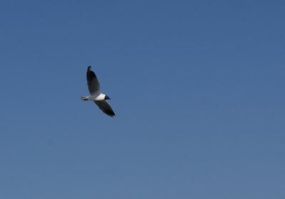 Mouette des Andes - Larus serranus - Andean Gull