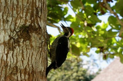 Pic ouentou - Dryocopus lineatus - Lineated Woodpecker
