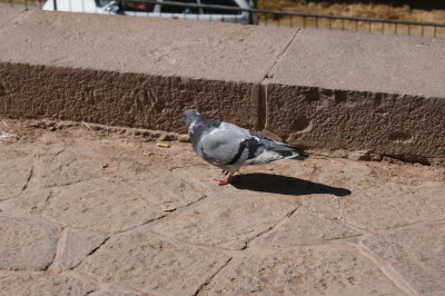 Pigeon biset - Columba livia - Rock Dove
