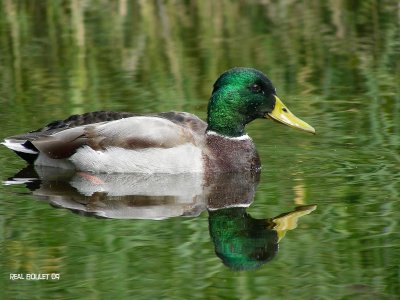 Canard colvert (Mallard)