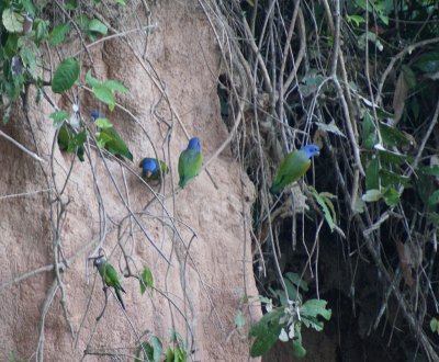 Pione a tete bleue - Pionus menstruus - Blue-headed Parrot