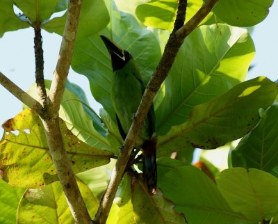 Toucanet emeraude - Aulacorhynchus prasinus - Emerald Toucanet