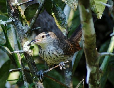 Troglodyte grivele - Campylorhynchus turdinus - Thrush-like Wren