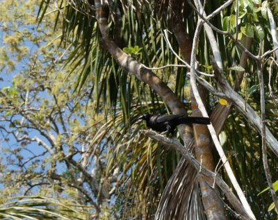 Vacher geant - Scaphidura oryzivora - Giant Cowbird