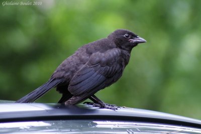 Quiscale bronz (Common Grackle)