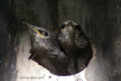 Étourneau sansonnet (European Starling)
