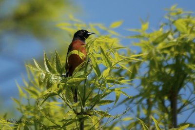 Oriole des vergers (Orchard Oriole)