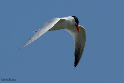 Sterne caspienne (Caspian Tern)