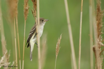 Moucherolle des saules (Willow Flycatcher)