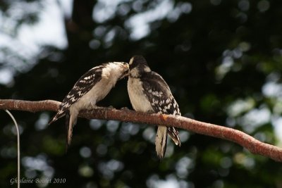 Pic mineur (Downy Woodpecker)