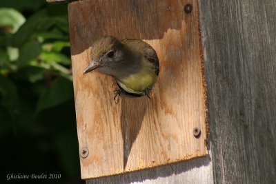 Tyran hupp (Great Crested Flycatcher)