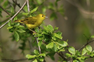 Paruline jaune (Yellow Warbler)